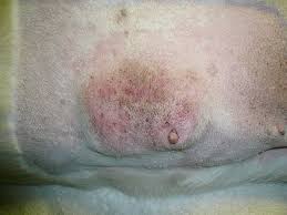 Females, as well as males, can develop. Mammary Tumor Wikipedia