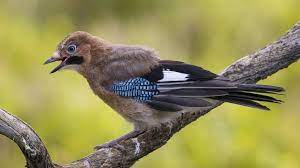 Eine seltene szene konnten sie mit ihrer kamera einfangen. Unsere Gartenvogel Alle Vogel Sind Schon Da Und Bei Uns Zu Sehen Br Wissen