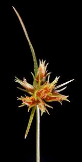 Image result for Bulbostylis megastachys