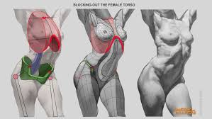 Studying anatomy is more than learning bones and muscles, you're training yourself to look deeper i find the drawing process becomes more sculptural. Pin By Louis Comeau On Anatomy Figure Drawing Female Female Anatomy Reference Anatomy Art