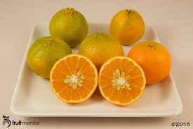 Image result for Mandarin Orange 1993 FXSTS