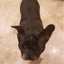 French bulldogs la is a french bulldog breeder located just outside los angeles in the ojai valley of ventura county in southern california. Adopt A French Bulldog Near Los Angeles Ca Get Your Pet