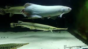 How To Care For Arowana Fish Pet Care Tips