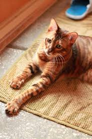 Maybe you would like to learn more about one of these? Loki Again Beautiful Toyger