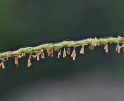 Image result for Microstegium fasciculatum