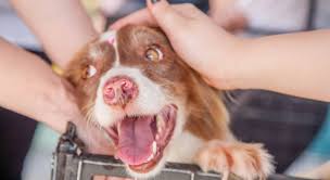 Para adoptar un perro en la protectora huellas, el primer paso es rellenar un cuestionario para recomendarte el que mejor se adapte a tus circunstanci. Como Adoptar Un Perro Gratis Tramites 2021 Cachorros O Adultos