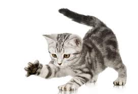 Ruyada Kedi Tirmalamasi Ve Kanamasi Ruyandagor Com