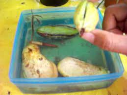 Grow well in the container. Sprouter Extraordinaire My Mangoes And Mango Seeds Growing In Container With Water Growing Mango From Seed Growing Fruit Mango Plant