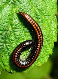 Black And Yellow Striped Millipede Ommatoiulus Sabulosus Millipede Cool Insects Arthropods