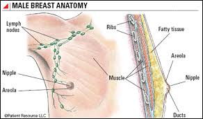 The causes of breast cancer are unclear, but a number of factors can. Patient Resource Publishing Breast Cancer Male