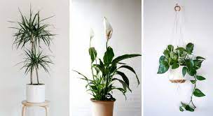 Voir plus d'idées sur le thème amenagement maison, déco maison, maison. Choisir Ses Plantes Selon L Exposition De Ses Fenetres