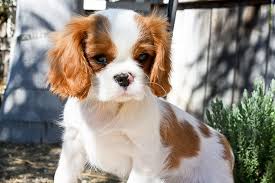 Abby will be utd on shots and wormed regularly,veterinarian checked, and health certificate. 79 Ruby Cavalier King Charles Spaniel Blenheim L2sanpiero