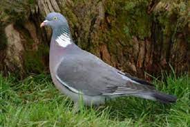 Wood Pigeon Bird Information Facts Habitat Nesting Breeding