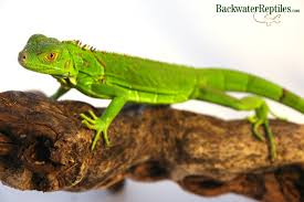 It actually depends on the owner. Pet Green Iguana Care
