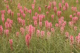 Image result for Satyrium macrophyllum