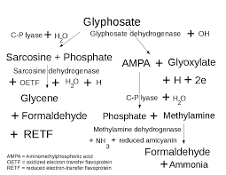Metabolic Pathways For Glyphosate In The Human Body Download Scientific Diagram