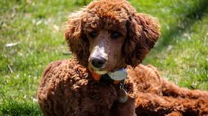 5 Top Poodle Haircut Styles For 2019 The Dog People By