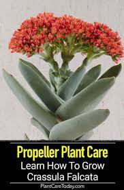 Learn How To Grow And Care For Crassula Falcata The Propeller Plant Flowering Succulents Plants Succulent Landscape Design