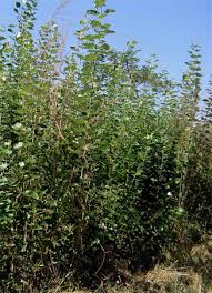 Image result for Populus ×  canescens