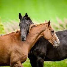 You've got to listen to that voice, or else,' he said. Tips For Splitting Up Inseparable Horse Buddies The Horse Owner S Resource