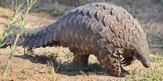 But still, pangolins do have many predators to fear. Africa Covid 19 Gives Pangolin A Break From Extinction Afrik 21