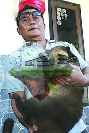 Musang akar atau dalam bahasa inggris disebut small tooth palm chivet atau three stripped chivet ini memiliki nama ilmiah arctogalidia trivirgata. Musang Dua Tahun Berbobot 10 Kilogram