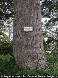 Image result for Canarium schweinfurthii