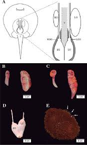Male and female reproductive system! Anatomy Of The Female Reproductive System In Freshwater Stingrays A Download Scientific Diagram