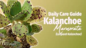 Image result for Kalanchoe marmorata