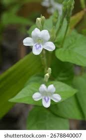Image result for Rhynchosia micrantha