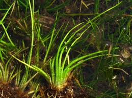 Image result for Isoetes alstonii