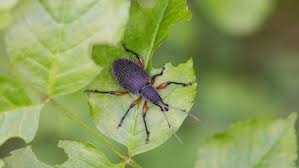 Die insekten besitzen sechs beine, zwei lange fühler, einen kräftigen saugrüssel und zwei nach hinten gerichtete röhrchen, die sogenannten siphonen. Dickmaulrussler Erfolgreich Bekampfen Ndr De Ratgeber Garten Schadlinge