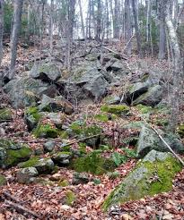 Mosses Lichens And Fern Allies Garden Solutions Backyard Landscaping Moss