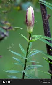 Plant in part shade to shade. Closed Lily Lilium Image Photo Free Trial Bigstock
