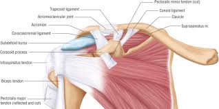 Ligaments of the shoulder joint. Shoulder Injury Case Settlement Values For Torn Rotator Cuffs Brauns Law Pc