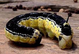 Black And White Spotted Moth Pa Catalpa Sphinx Caterpillar Beautiful Bugs Sphinx
