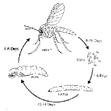 Seeing tiny white bugs in soil of your house plants? Fungus Gnats As Houseplant And Indoor Pests 5 584 Extension