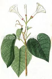 Image result for Ipomoea carnea