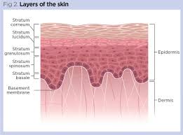How many colors are there in the human rainbow? Skin 1 The Structure And Functions Of The Skin Nursing Times