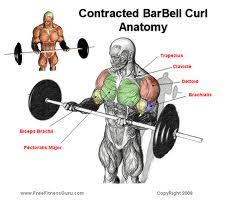 tired of the standard barbell curl here are 4 alternatives