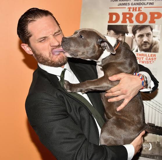 10 Pictures Of Tom Hardy Playing With A Dog At The Premiere Of 'The Drop' |  HuffPost Entertainment