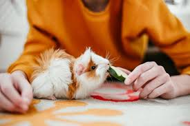 Of low maintenance pets out there you can still cuddle up with, love . These Small And Cuddly Pets Are Perfect For Busy College Students In 2021 Pets Low Maintenance Pets Best Pets For Kids