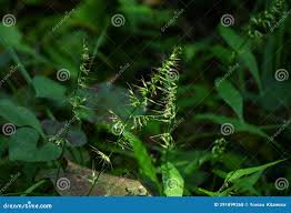Image result for Oplismenus undulatifolius