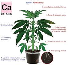 Black shiny spots on leaves/black mold?/need help please. Do You Have Calcium Deficiency In Your Marijuana Plants