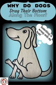 Why Do Dogs Drag Their Bottom Along The Floor Doggiedemeanor Com Itchy Dog Meds For Dogs Dogs