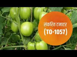Some of the tomato seeds we sell are: Buy Tomato Seeds Online From Syngenta Seminis Chia Tai Farmer Stop Farmers Stop