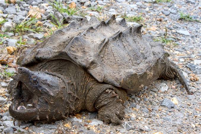 Team finds first wild alligator snapping turtle in Illinois since 1984 – News Bureau