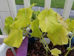 Maybe you would like to learn more about one of these? Light Green Leaves On Cucumber Plant 462984 Ask Extension