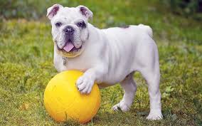 Your welcome to contact me with any questions you may have. English Bulldog Trupanion Dog Breed Guide