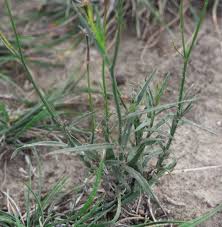 Image result for Wahlenbergia ramosissima